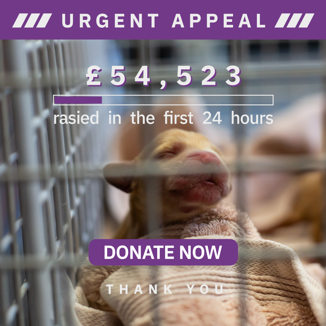 ScottishSPCA's tweet photo. 💜 Your support has been amazing! 💜

We have been overwhelmed by the incredible support and generosity from all of you in the last 24 hours. The total amount raised so far is an incredible £54,523! Your donations will provide much-needed care for these amazing dogs... https://t.co/9PK1wjuk3O