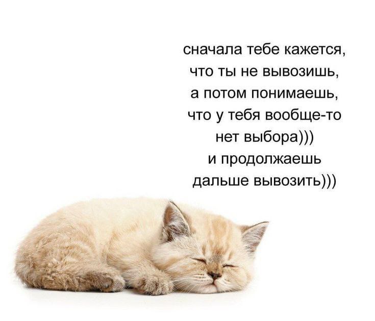 cats, i love cats (@catsilcats) on Twitter photo 