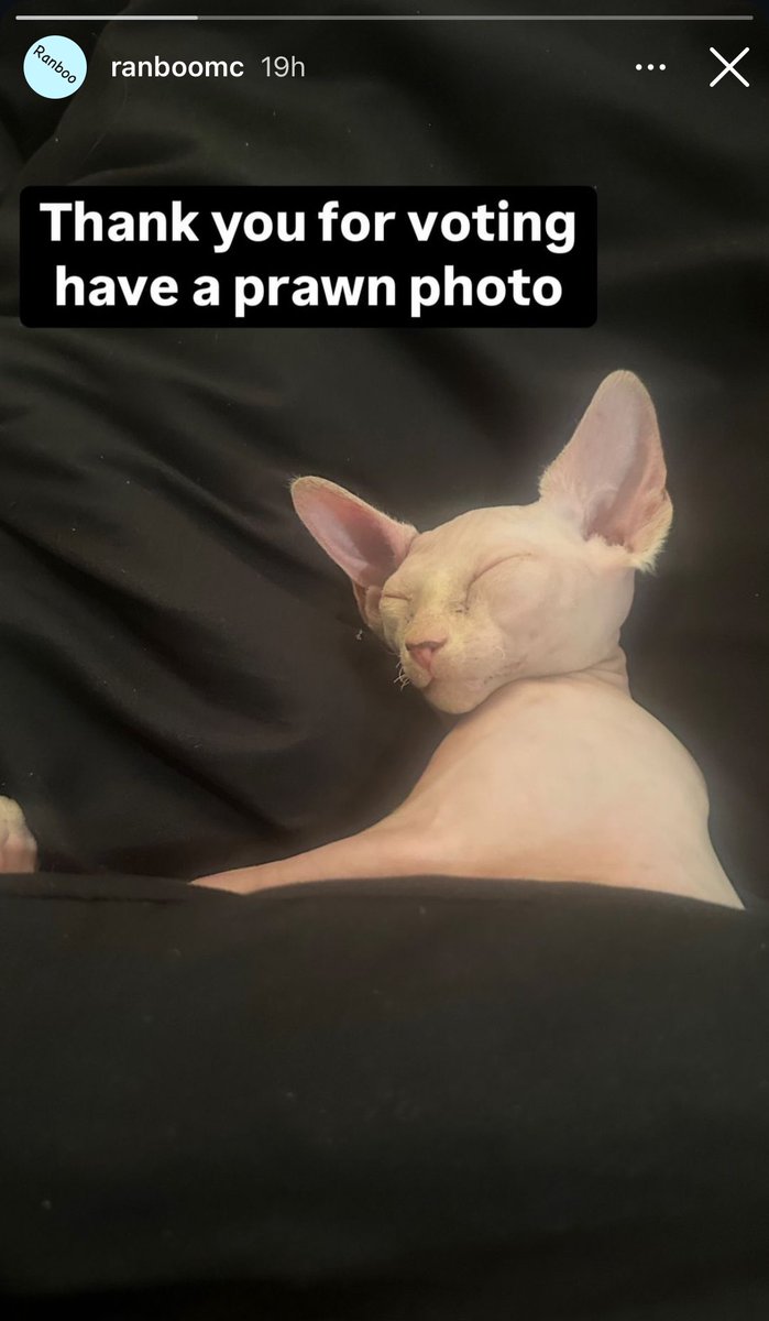 Prawn update! Ranboo posted a photo of him on their story last night :D