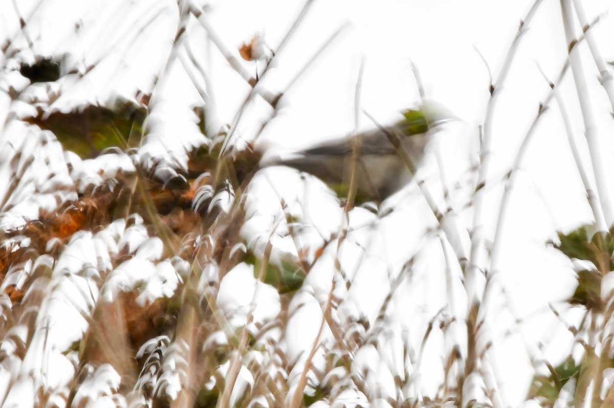 Edinburgh NATURE tweet media