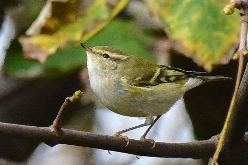 Edinburgh NATURE tweet media