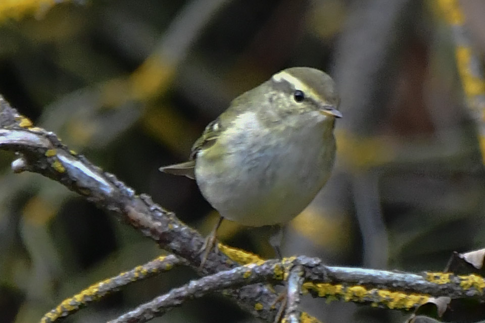 Edinburgh NATURE tweet media