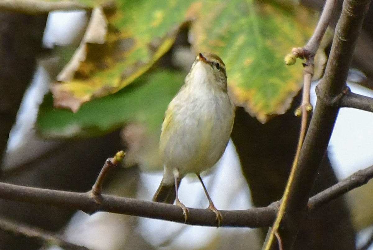 Edinburgh NATURE tweet media