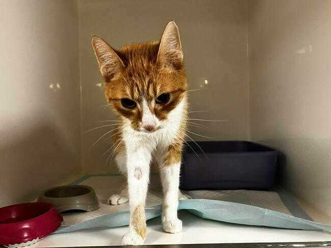 Podaruj kociakowi choć grosik i RT 🙏
ratujemyzwierzaki.pl/simbaa-felineus
<a href="/grzegorz1167113/">Grzegorz</a> <a href="/AHipnaro1/">Andrzej Hipnarowicz</a> <a href="/RStasielowicz/">Tomasz R Stasielowicz ♿️🇬🇧🇵🇱</a> <a href="/mariucho79/">Mariucho 🤔🤔🤔</a> <a href="/Monika42842195/">Monika Agnieszka Kępska</a> <a href="/Piega_Piega/">Bożena Piega</a> <a href="/kaktusss223/">Renata Waszak😜</a> <a href="/OlenkaAida/">Aida #SilniRazem #ProfilPrzyjaznyZwierzętom</a> <a href="/klc17805423/">Boston Kąsaltig Grub 🇵🇱</a> <a href="/Rafal_Plonsk/">Rafal Blonski</a> <a href="/GrubaRadek/">Radek Gruba</a> <a href="/AsiaCzapor/">Joanna Cz.</a> <a href="/Wiesia11903204/">Wiesia</a> <a href="/VidocqPiotr/">Piotr Zakrzewski</a> <a href="/Turbo6711/">Turbo 🇵🇱🇪🇺🇺🇦</a> <a href="/twyleena/">ig</a>