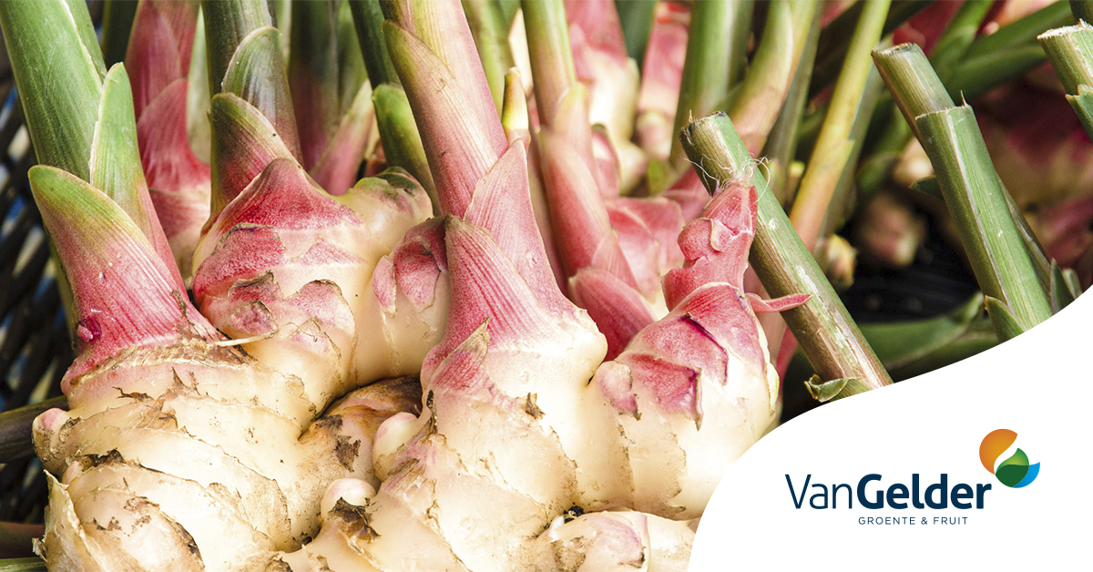 Geniet van de uitzonderlijke smaak van écht verse gember, lokaal geteeld en duurzaam geoogst in Nederland! Ideaal voor bijvoorbeeld roerbakgerechten, smoothies en een verse gemberthee. Ontdek het zelf!

👉vangeldernederland.nl/nl_NL/p/gember…