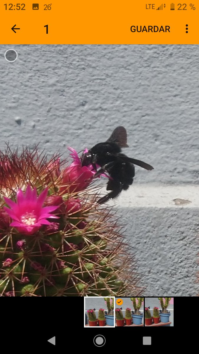 <a href="/ViUnAbejorro/">Vi Un Abejorro</a> tengo este gordo enamorado 
abejorros.ar