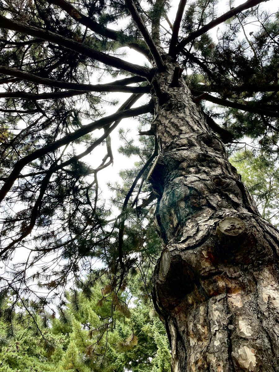 本日は 
#北海道大学植物園　にお伺いしました。
写真のとても素晴らしいヨーロッパクロマツはじめ沢山の植物に出会えました☺️
