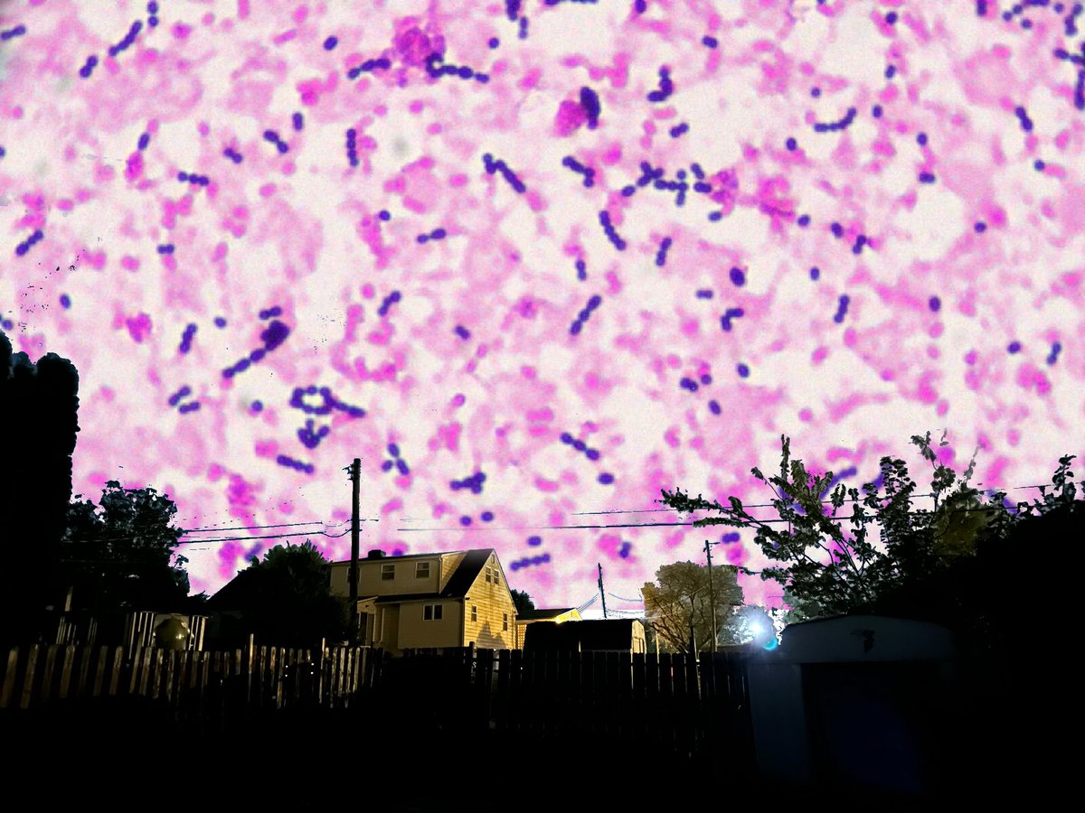 the northern lights are incredible