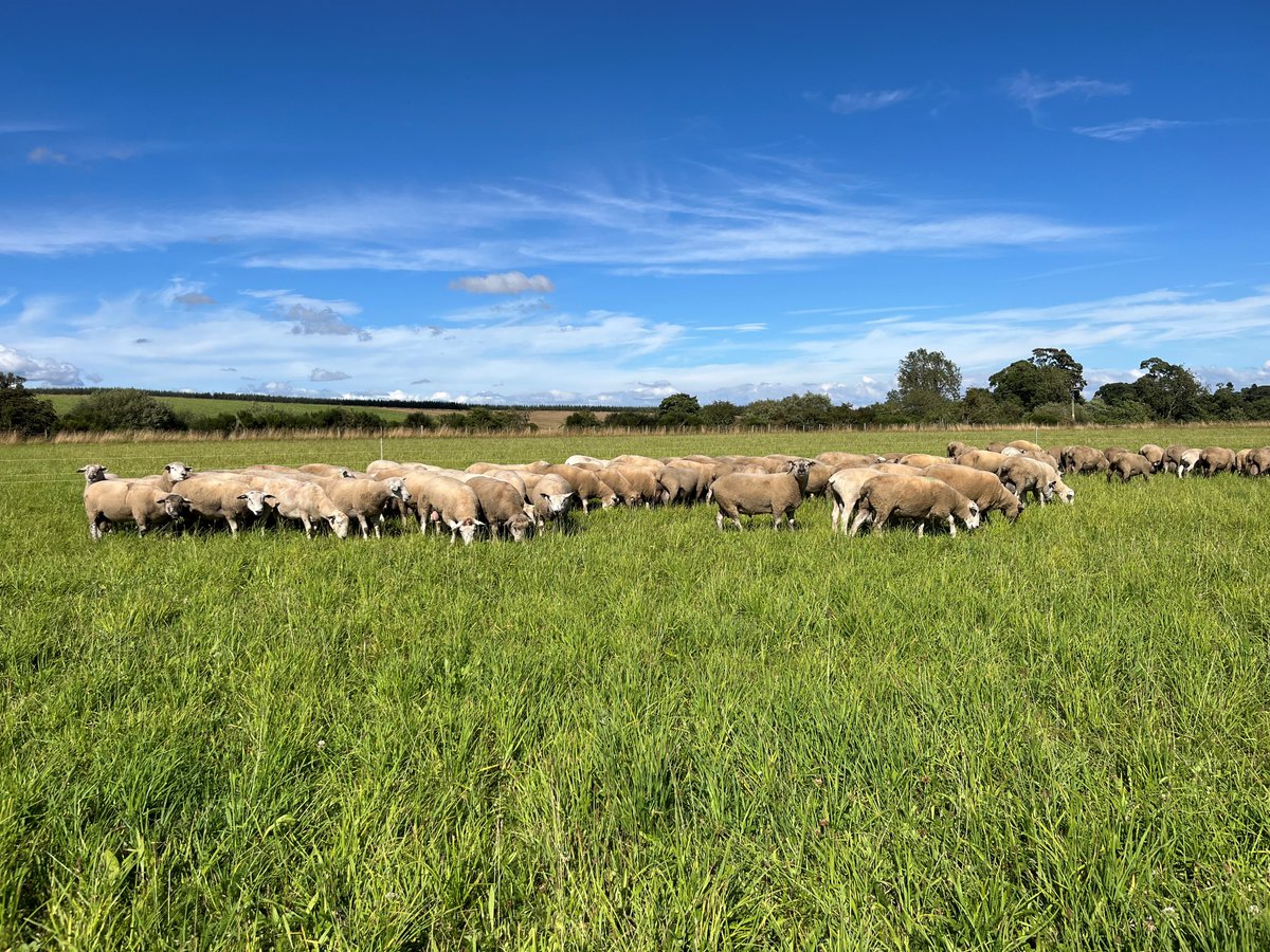 ❗Perthshire Selection Days❗

Due to high demand a Selection Day will be hosted at Coldrochie Farm, Perth on Thursday 17th October.

If you're still looking for a ram, get in touch with Kate to book a time slot. Call Kate on 07951 919136 or book here: innovis.org.uk/ram-sales/scot…