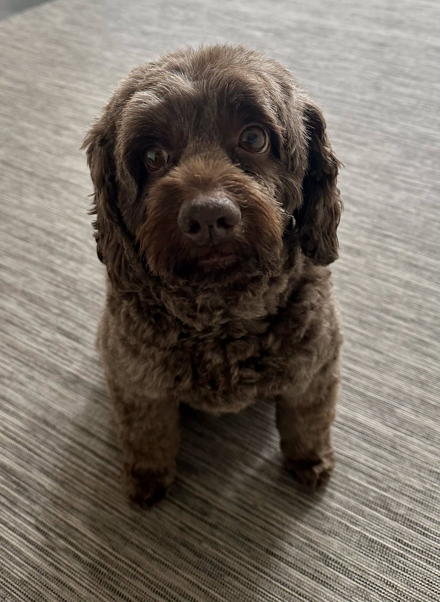 Well turns out it was furcut and floof Friday 😬
Who knew?! If you did, you might have warned me 🙄🛁🧼 🐾🐾