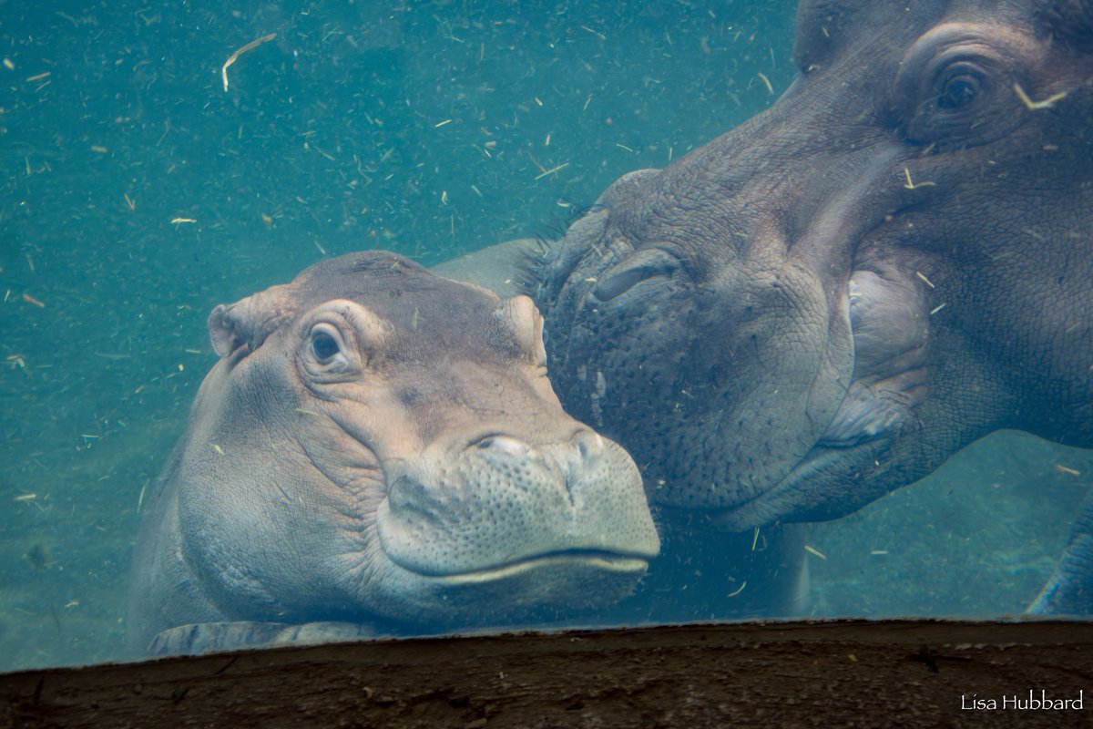 CincinnatiZoo's tweet photo. Fritz the hippo and his dad Tucker! https://t.co/YQp2YVscJ4