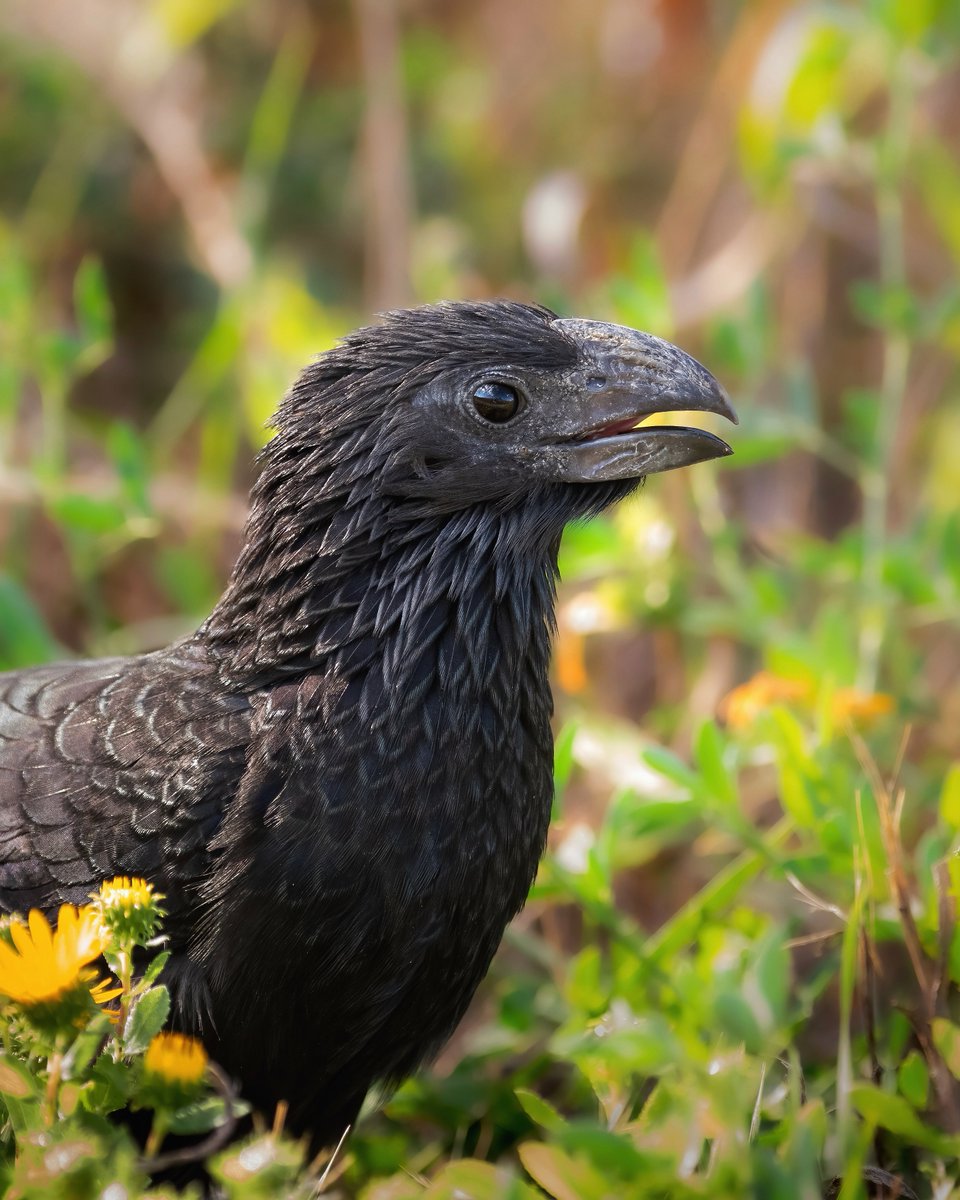 sometimes you see a bird and it really hits that like yeah…..that’s a little dinosaur. groove-billed ani :)