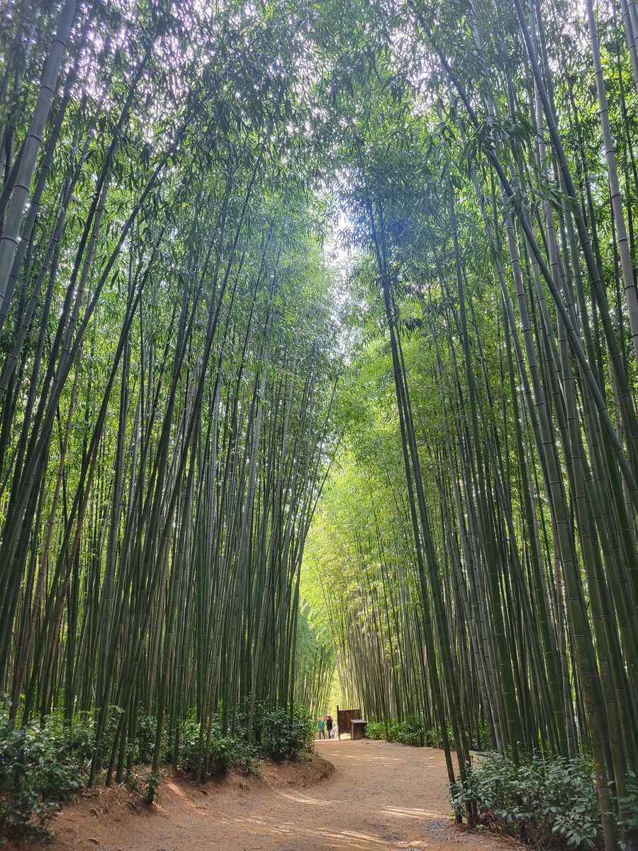 bangtan_elfe's tweet photo. Damyang goodness thread
Fell in love with this little countryside town full of beautiful nature ๐ฅฐ
First starting with the bamboo forest, which is quite big to explore with its funny named paths such as reflexion path, lovers path, courage trail etc ๐คญ
#Damyang #Bamboo https://t.co/QzfEZ1pjmn