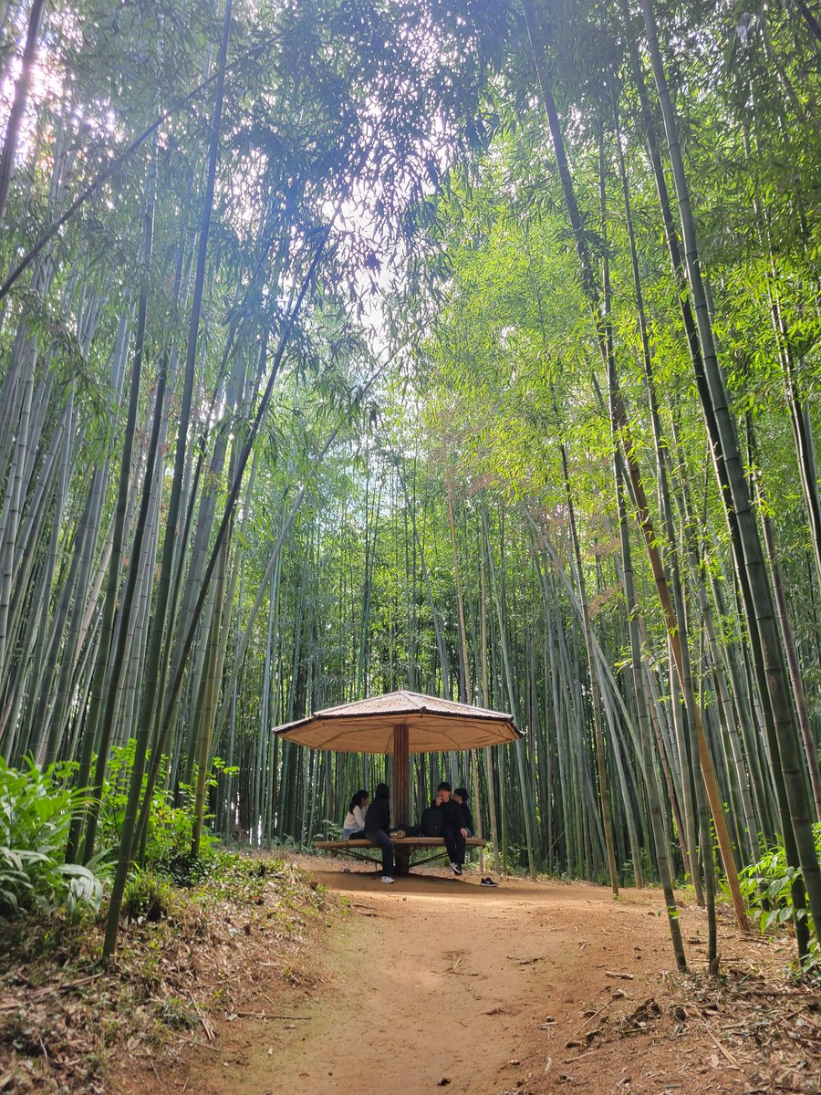 bangtan_elfe's tweet photo. Damyang goodness thread
Fell in love with this little countryside town full of beautiful nature ๐ฅฐ
First starting with the bamboo forest, which is quite big to explore with its funny named paths such as reflexion path, lovers path, courage trail etc ๐คญ
#Damyang #Bamboo https://t.co/QzfEZ1pjmn