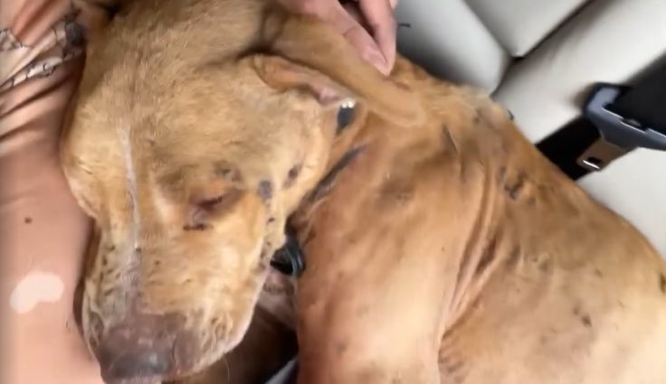 Cela s’est passé près de Reims. Lasko est décédé des suites des sévices qu’il a subi, l’autopsie a relevé que l’animal avait été torturé et violé. Que les ordures qui ont fait ça soient retrouvées et punies au plus vite. 🐕💫