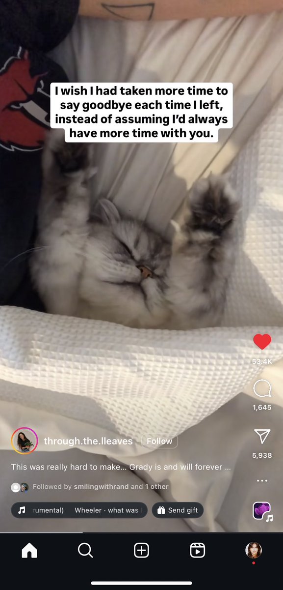 itsreamm's tweet image. I keep seeing videos like this and i literally can’t stop crying. how the fuck did the algorithm know that i lost my cat?