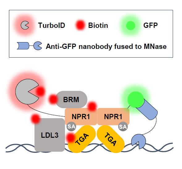 Next-generation research on transcriptional regulation of plant immunity #spotlight #MolecularPlant cell.com/molecular-plan…
