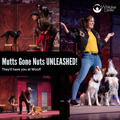 whitakercenter's tweet photo. Last chance to see Mutts Gone Nuts - Unleashed!

It’s a paw-sitively unforgettable experience for dog lovers of all ages!🐕🐾

Grab your tickets before it's too late!
https://t.co/MAPWyV2oUs

#MutsGoneNuts #DogLovers https://t.co/IrRyiSeJk1