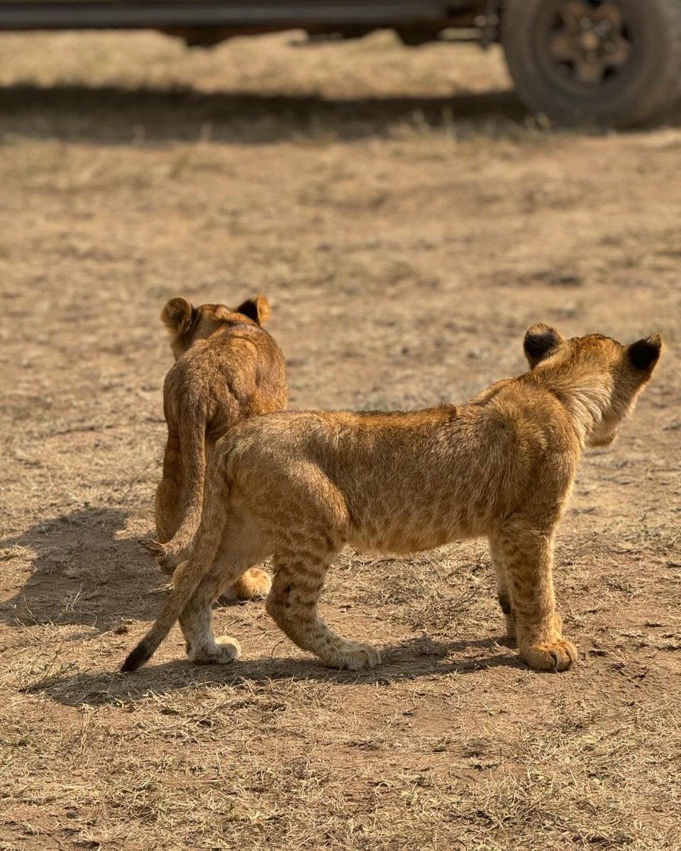 kilisherpas's tweet photo. Witness the Wonders of Wildlife in Serengeti National Park 🐾
At Kilisherpas travel, our guests recently experienced the rare sight of a young male lion expelling a furball in the heart of the Serengeti. These unique and authentic moments are what make our safaris truly https://t.co/T3slmiULDU