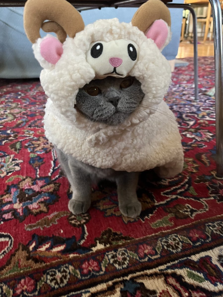 I have the dumbest looking cat known to mankind