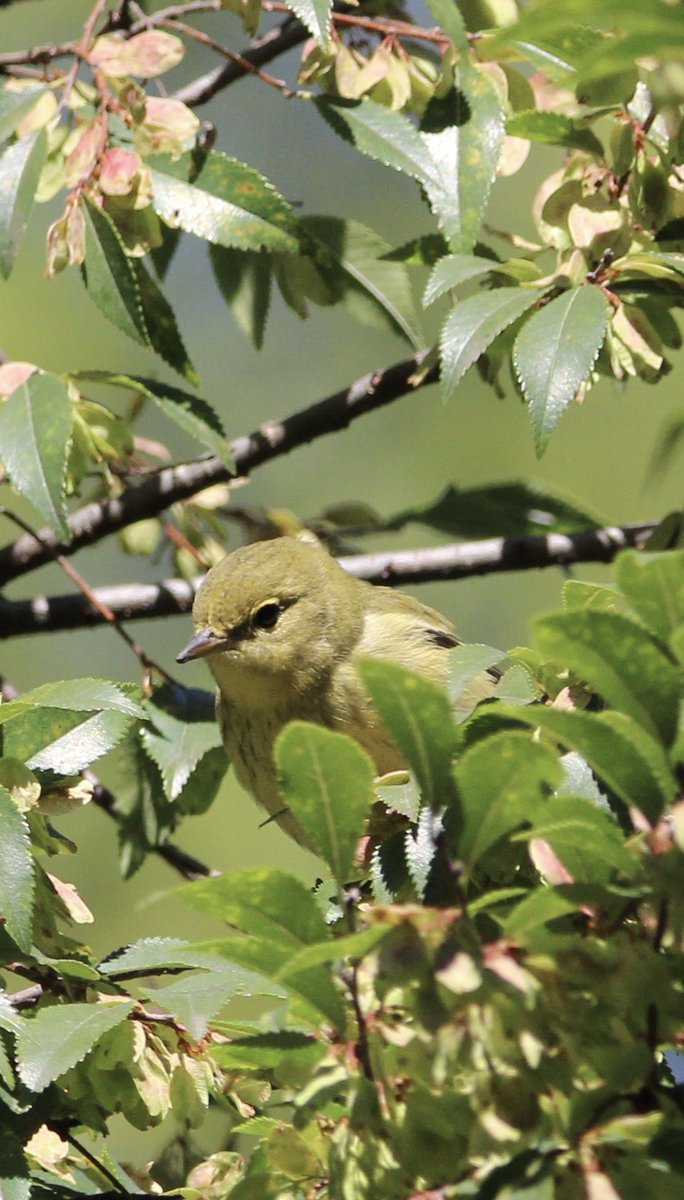 skgrif26's tweet image. A Tennessee Warbler popping its head out of the bushes in Canal Park. #tennesseewarbler #birdcpp #nycbirds #canalpark