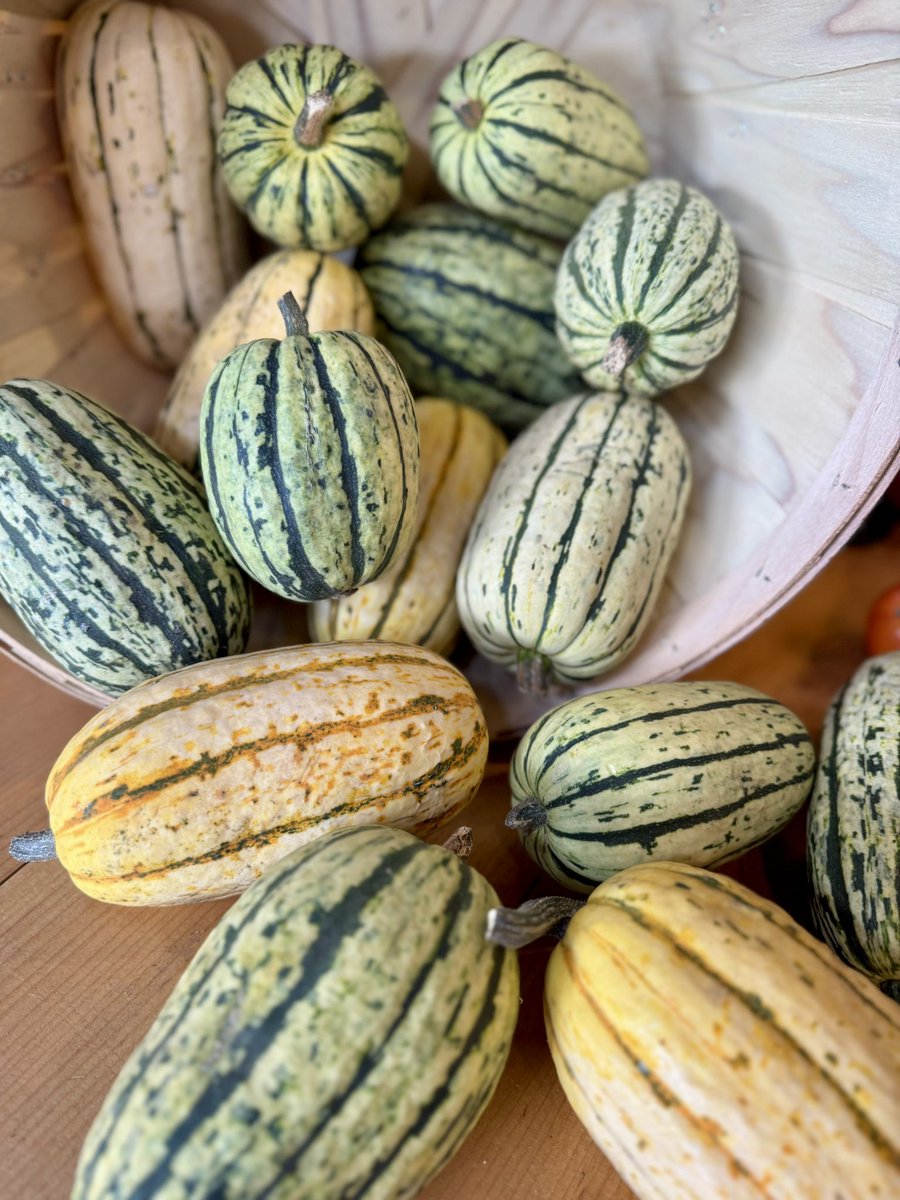 ChathamBarsInn's tweet image. Fall at the Farm! Stop by our beautiful Farm in Brewster for local pumpkins, mums, squash, gourds and much more. 🎃
.
#fallathefarm #capecodfarm #capecodfall