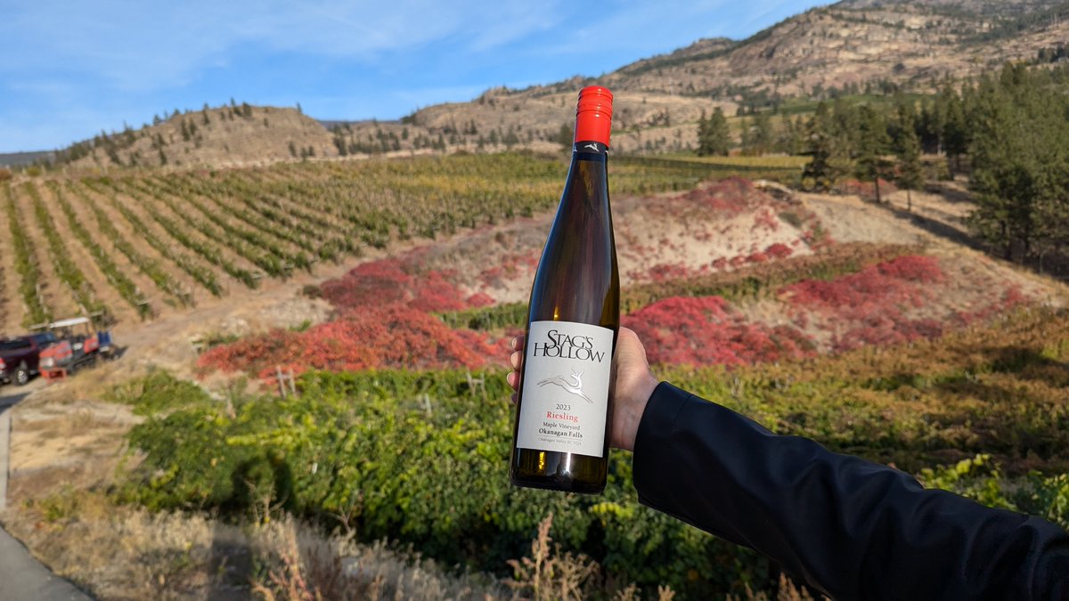 Find your 🦃wine here! We have a few Chardonnays and a Sauv Blanc - plus our first Riesling since 2015 - that would be ideal with turkey dinner and all the fixings! And elegant Pinot Noirs for the red lovers.
We are open 11am-5pm through to Monday. Happy thanks-giver, all!