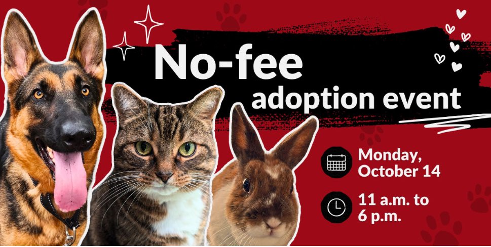 Allez à la SPCA Montréal lundi et adoptez sans frais un animal. Il y en a pour tous les goûts et vous serez fiers d’avoir sauvé un animal en refuge.  Go to the Montreal SPCA on Monday October 14 and adopt a rescue- no adoption fee on Thanksgiving!  You will be forever thankful.