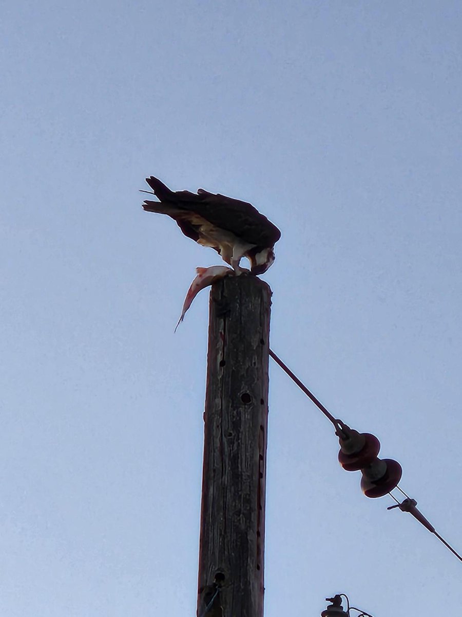 USGS in Oregon tweet media