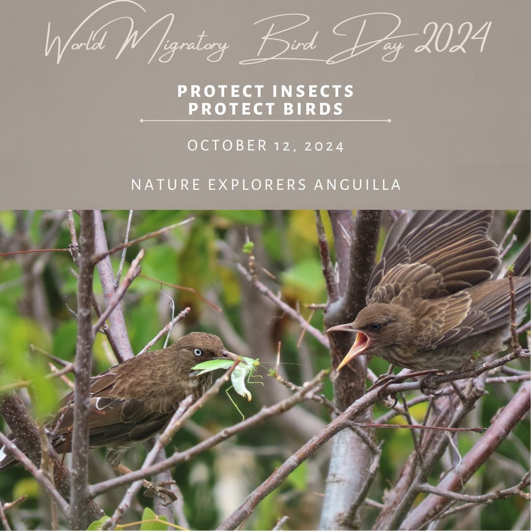jcestero's tweet image. The latest edition of Wild Side News is now available!

World Migratory Bird Day 2024 - Protect Insects Protect Birds open.substack.com/pub/wildsidene…