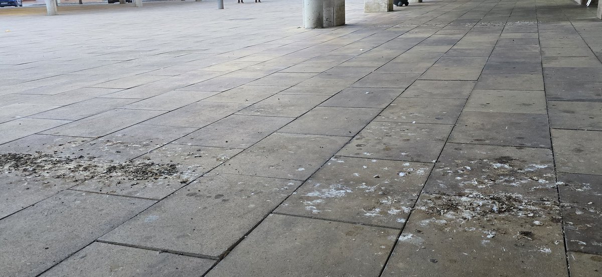 habladorXXI's tweet image. L'@palauplegamans espera que plogui per veure si els excrements de colom desapareixen durant uns dies dels porxos de la plaça de Ca l'Estruch de #PSIP.Fa un mes que no la netejen. Aviat veurem una muntanyeta de merda. Això sí, per cobrar l'IBI són puntuals