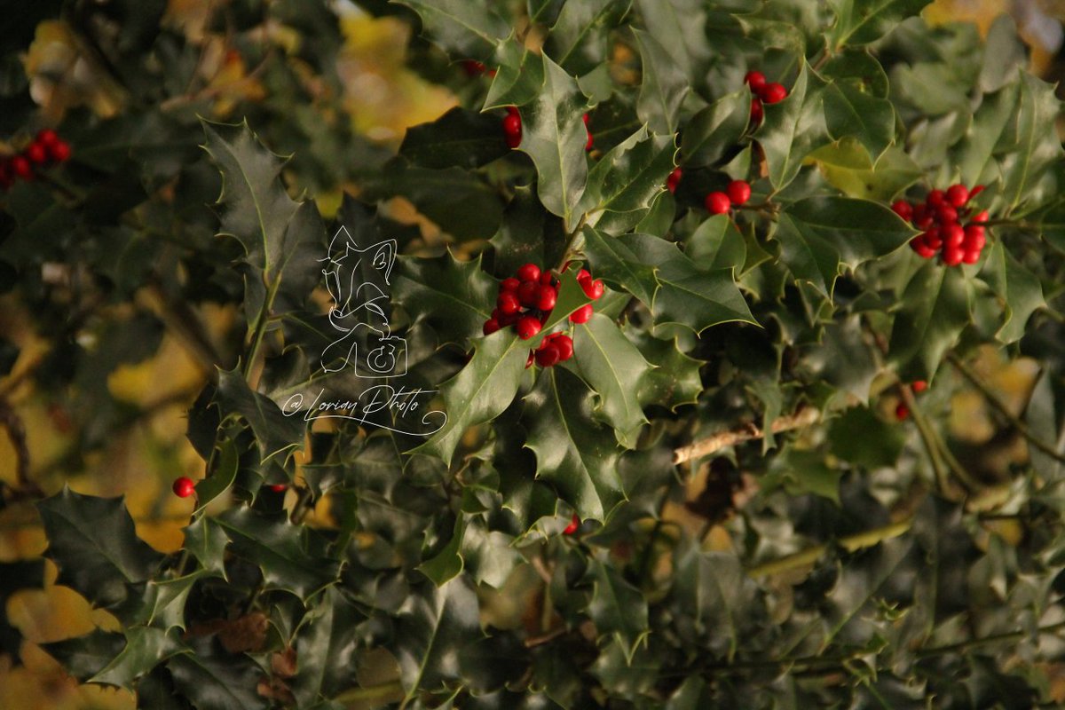LorianPhoto's tweet photo. 19 Novembre 2023
#nature #vert #green #rouge #red #houx #holly #photo #photographie #photography #appareilphoto #camera #reflex #dslr #sansretouche #pasderetouche #noretouching #nopostproduction https://t.co/3U7KxpOMVQ