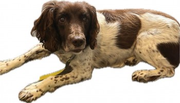 millypod1's tweet photo. RUBY HOME SAFE. THANKS FOR RT's 😊🐕🐾

🆘9 OCT 2024 #Lost RUBY #ScanMe #ScanMe
White &amp; Liver English Springer Spaniel Female 
Near Brookes Campus on the track out towards #Chilswell #Oxford #Oxfordshire #OX2 https://t.co/rMA9FWGEa3 https://t.co/yyceKk9xlq