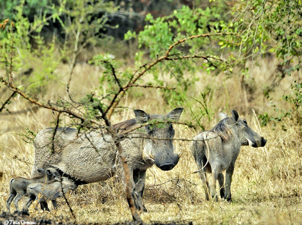 Lena Tours & Travel (@lenatours_ug) on Twitter photo The Beauty of lake Mburo National Park located in western Uganda a few kilometers from Kampala. #ExploreUganda
Key activities
•Game drive
•Boat cruise
•Nature walk
•Cycling
•Bird watching
More info at lenatoursandtravel.com
WhatsApp +256700487423
📸: <a href="/TwinDominic_/">Twin Dominic</a> The Beauty of lake Mburo National Park located in western Uganda a few kilometers from Kampala. #ExploreUganda
Key activities
•Game drive
•Boat cruise
•Nature walk
•Cycling
•Bird watching
More info at lenatoursandtravel.com
WhatsApp +256700487423
📸: <a href="/TwinDominic_/">Twin Dominic</a>