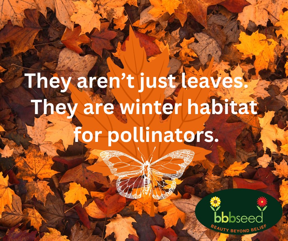 Leave the leaves! 🍂