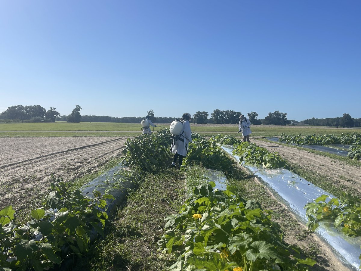 Small Fruit and Vegetable IPM Lab tweet media