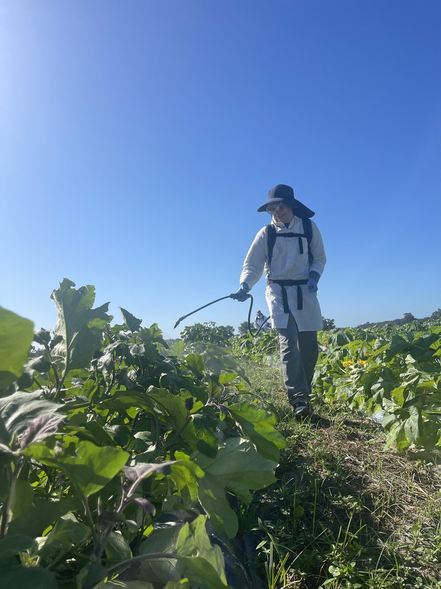 Our team went out to spray pesticide treatments for Joey’s squash field and luckily the plants are looking excellent despite this past hurricane.