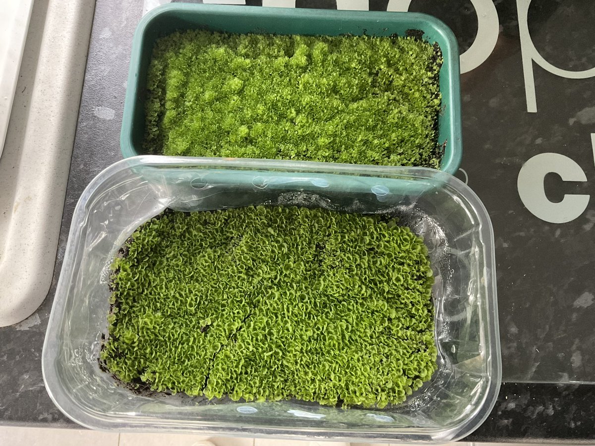 I wish I could throw some of the germinated ones away cos I always have too many - but I can’t it feels like they are the ones no one wants in their team. Just pricked into modules 36 Francoa - but I still have load left in the original pot 🤔

Then there’s the ferns 😳