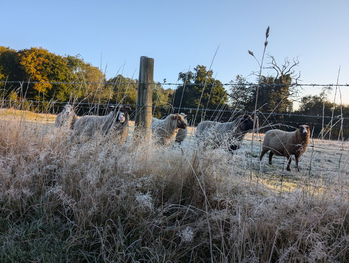 YH_SmallHolding's tweet image. A beautiful frosty autumnal day in the small holding! A busy morning break for #YorkHouseY4 followed by lunchtime club for #YorkHouseY3 @YorkHouseSch #smallholding