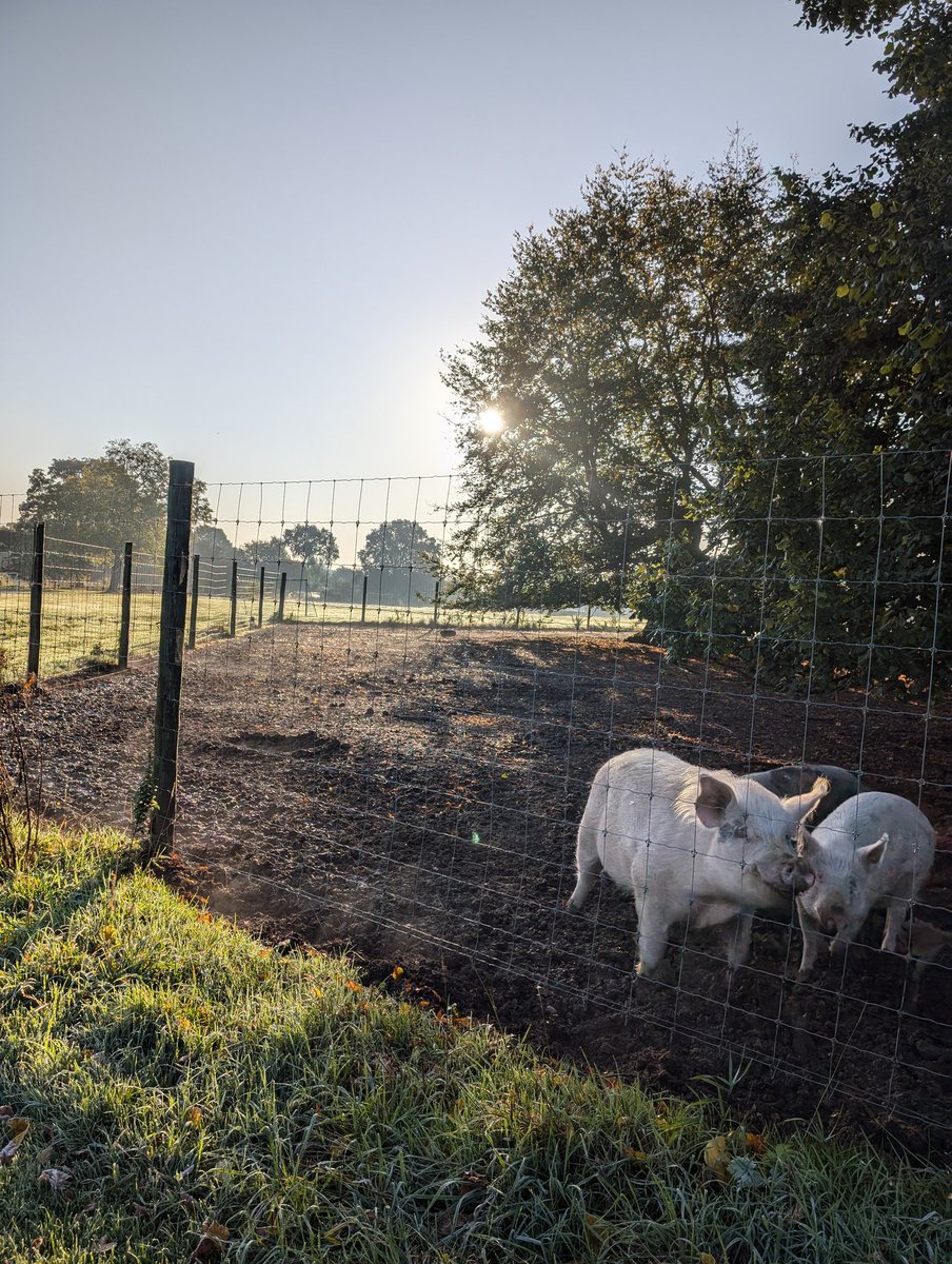 YH_SmallHolding's tweet image. A beautiful frosty autumnal day in the small holding! A busy morning break for #YorkHouseY4 followed by lunchtime club for #YorkHouseY3 @YorkHouseSch #smallholding