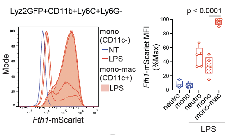 Check out our new paper and let me know if you are interested in using the Fth1-mScarlet mice. journals.aai.org/jimmunol/artic…