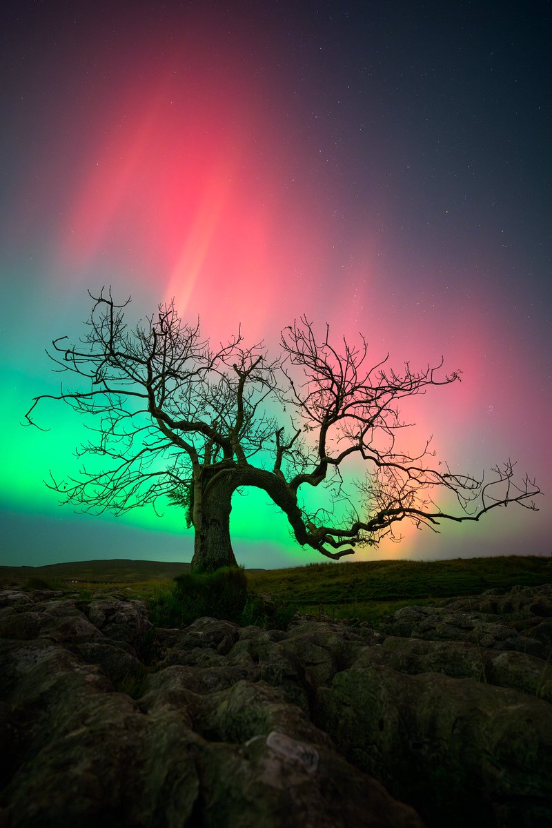 Beautiful #aurora over a lone tree in The Yorkshire Dales. If I was to name my photos, I’d call this one ‘the hand that gives’!