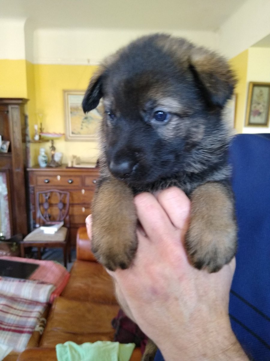 PD Jinx & RPD Duke 💙💙 tweet media