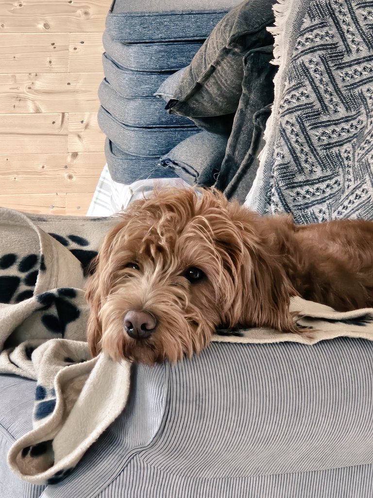 Not sure my supervisor was that impressed by my work today  #labradoodle