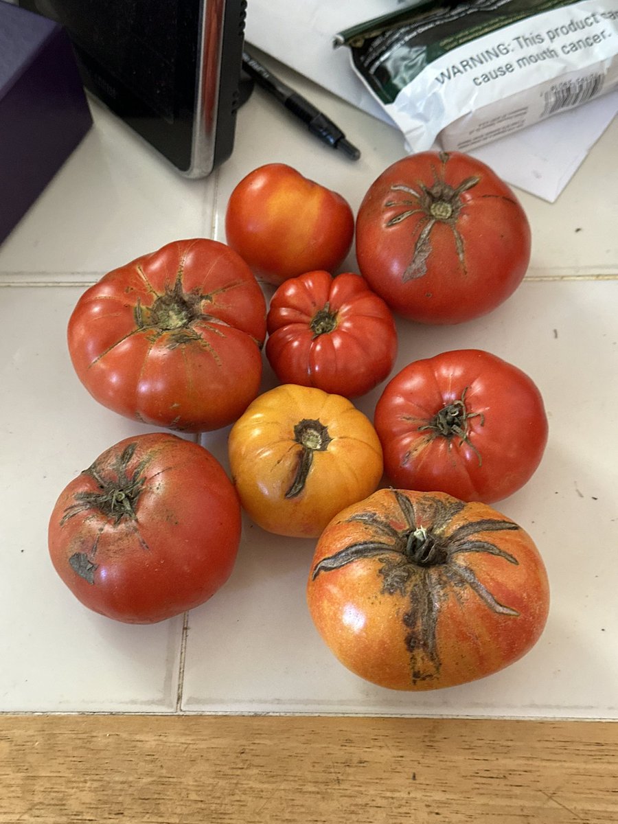 fomoco36's tweet photo. October tomatoes for a late salad!!! https://t.co/ljNOFDsJuT