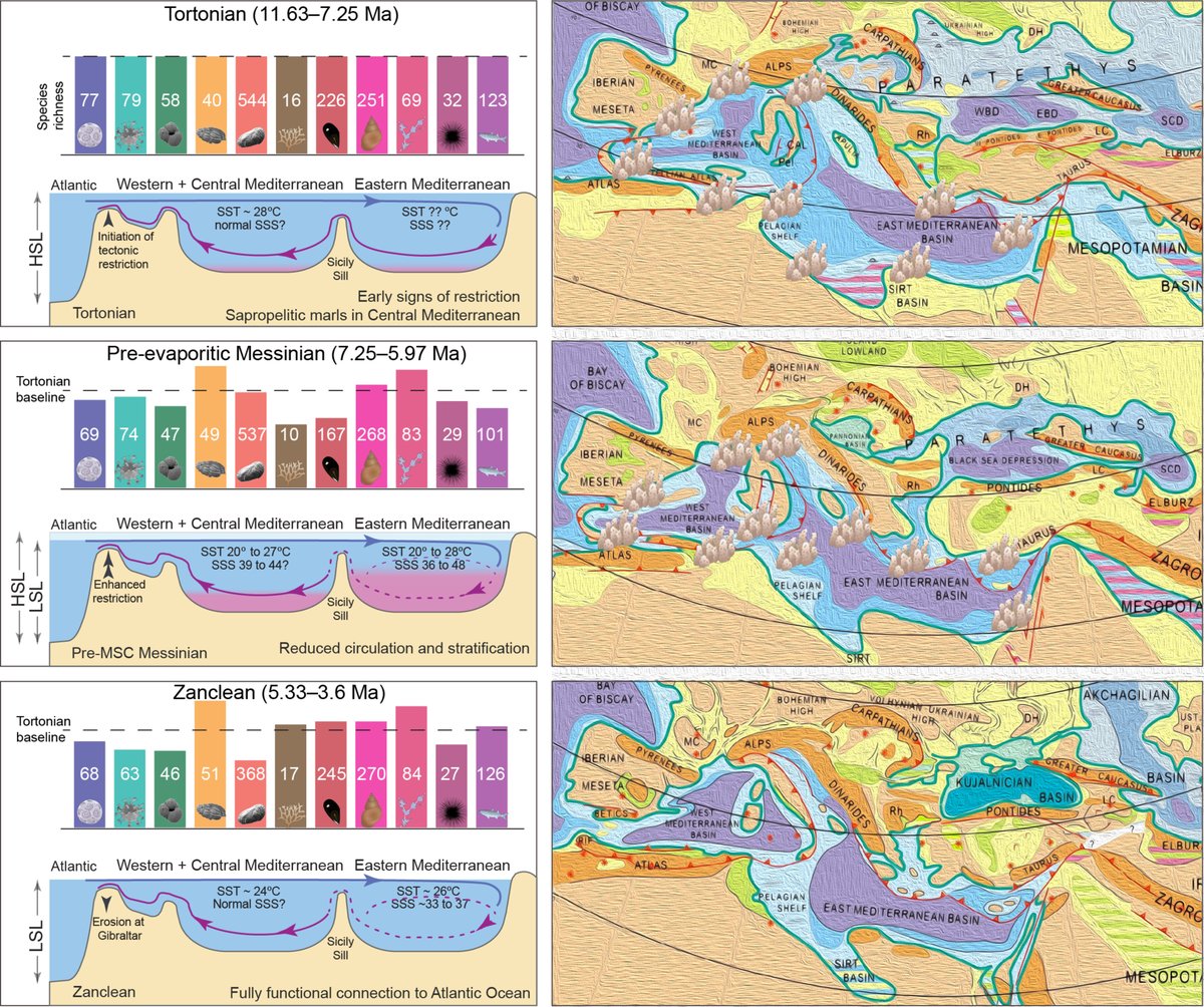 A team of int'l geoscientists recently quantified the Late Miocene–Early Pliocene (11.63 to 3.6 million years ago) taxonomic diversity of the #Mediterranean Sea, including the decimation resulting from the #MessinianSalinityCrisis: geosociety.co/MC
#GeologyRocks
