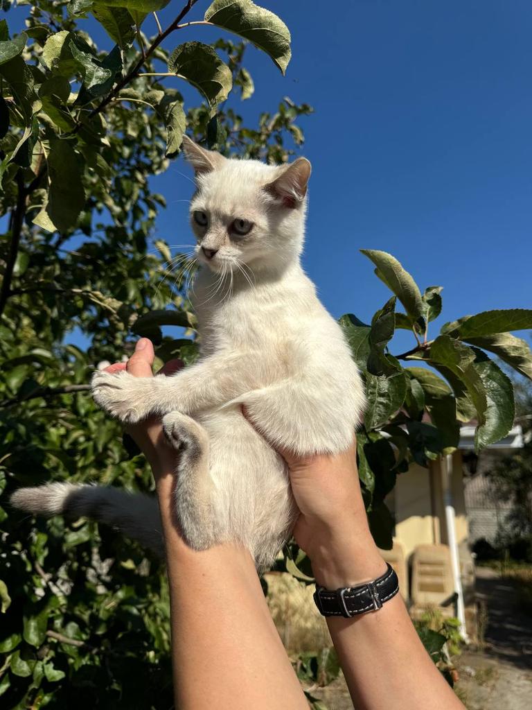 Оцих манюнь так і не забрали
Вони такі гарнюні, придивіться будь ласка