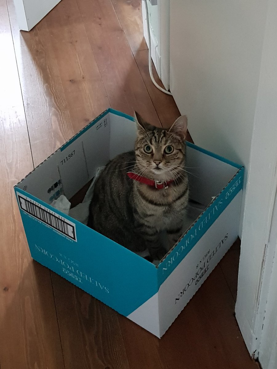 #InDesign #scripting #toomuchtimedoingindesinglookatthecat
No more coding, please, box now Daddy.
Ok, here is a link to find loads of free InDesign scripts.
kerntiff.co.uk/free-stuff
Here is the company cat :-)