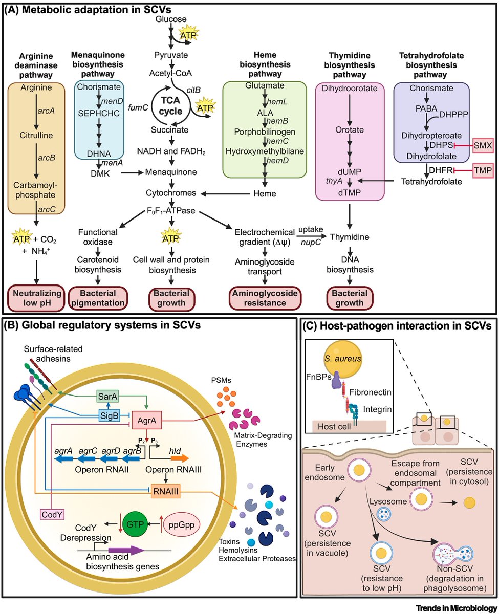Diverse molecular mechanisms underpinning Staphylococcus aureus small colony variants 

<a href="/BasSurewaard/">Bas Surewaard</a> <a href="/JosefienHommes/">Josefien Hommes</a>

dlvr.it/TFFYrS