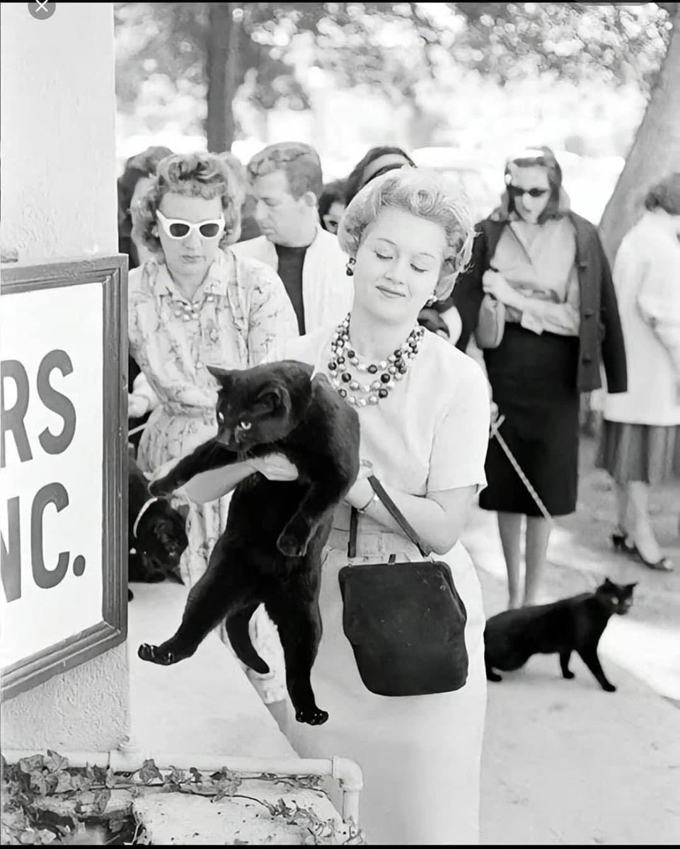 adiversecritic's tweet photo. Black cats waiting to audition for a horror movie in 1961

#spookymonth https://t.co/sZEpgTCDCV